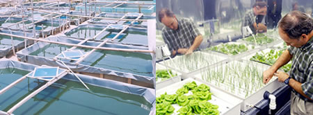 Hydroponics and Aquaculture