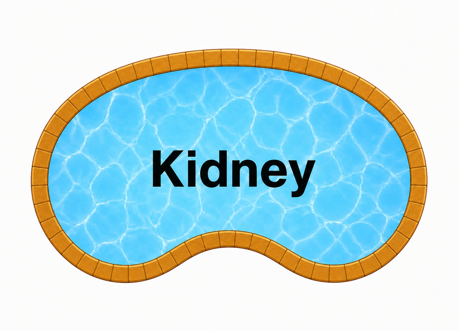 Kidney-shaped pool with two rounded lobes and one inward curve