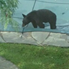 Bear on safety pool cover