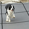 Dog on safety pool cover